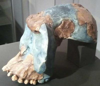 Australopithecus garhi