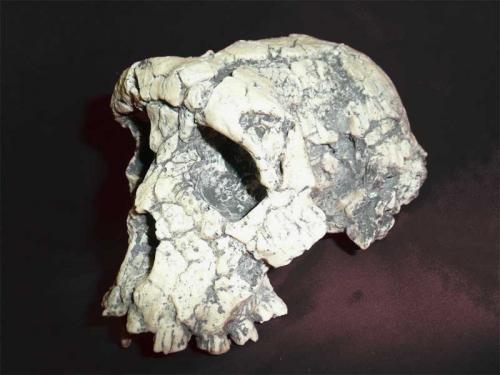 Sachelanthropus tchadensis (Tumai)